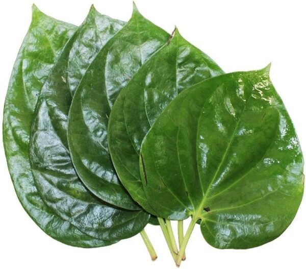 "Fresh Paan Ka Patta (Betel Leaf) for puja, offerings, and Hindu rituals." "Betel Leaf for Hindu worship ceremonies and sacred offerings." "Paan Ka Patta for religious rituals and Yagna ceremonies."