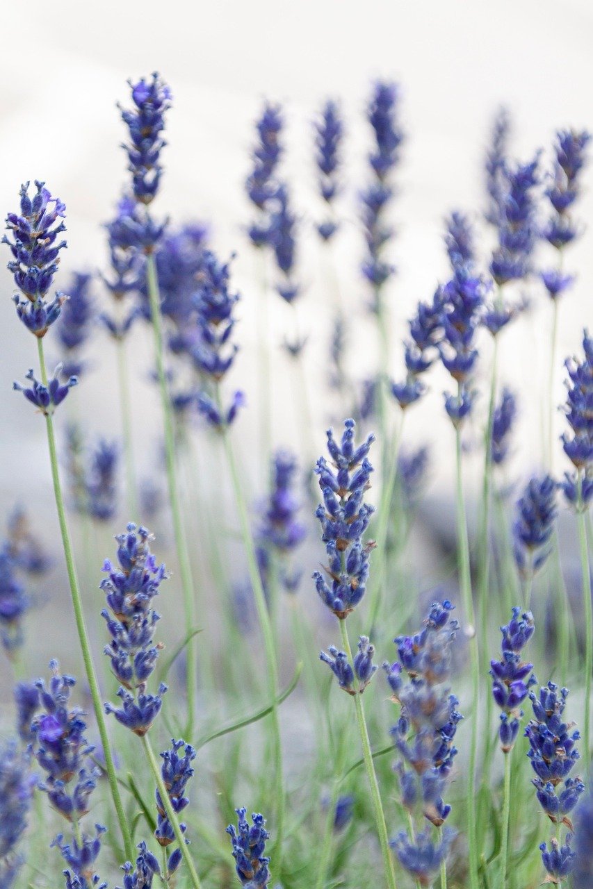 lavender, flowers, levanduľové field, purple flowers, bloom, flora, beautiful flowers, nature, plants, flower background, flower wallpaper